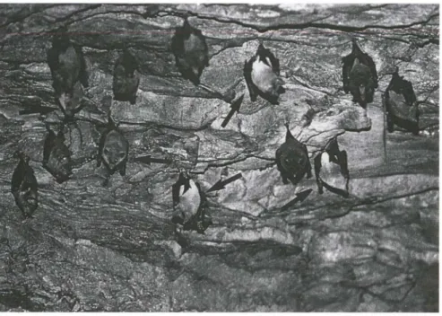 Fig. 5. Agrupamento contendo cinco indivíduos de Lonchophy/la dekeyseri (castanho claro) (indicados pelas Setas) e nove de G/ossophaga soricina (castanho escuro), observados na Gruta Dança dos Vampiros em março de 1997