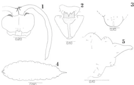Figs 1-5. (1) Pupa de Stephomyia espira/is, região cefálica (ventral); (2-3) larva de Asphondy/ia communis: (2) espátula protorácica e papilas associadas (ventral); (3) segmento terminal e papilas (dorsal); (4-5) larva de Proasphondy/ia guapirae: (4) aspec