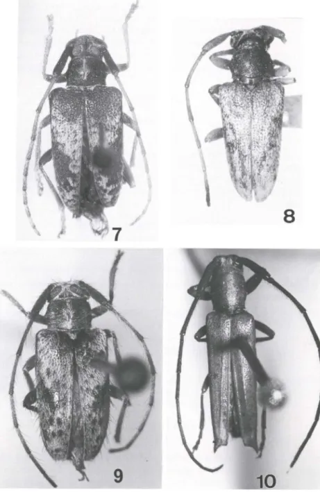 Figs 7-10. (7) Pio/a rubra sp.n., holótipo fêmea, comprimento 8,7 mm; (8) P. unic%rsp.n., holótipo macho, comprimento 6.1 mm; (9) P