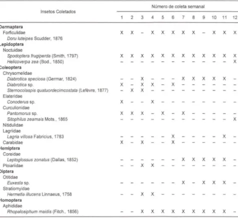 Tabela 11. Registro dos insetos encontrados nas quadras controles (06 e 07) da cultura do milho durante as coletas semanais ( X ) Presente, ( - ) ausente.