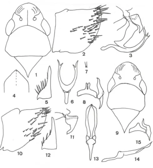 Figs 1-15. (1-8).  Dasmeusa bassetti  sp.n. : (1) cabeça, pronoto e escutelo, em vista dorsal; (2)  pigóforo,  vista  lateral;  (3)  edeágo  e  paráfise,  vista  lateral;  (4)  VII  esternito  da  fêmea,  vista  ventral;  (5)  placa  subgenital,  vista  ve