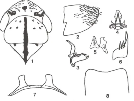 Figs  1-8.  Plesiommafa  zanolae  sp.n .. (1-7)  Holótipo:(1) cabeça,  pronoto e escutelo , em  vista  dorsal; (2) Pigóforo, em vista lateral ; (3) edeago, em  vista lateral ; (4) edeago, em vista dorsal; 