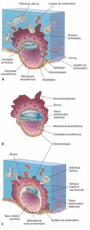 Figura  4: Desenhos  ilustrando  a  implementação  do  blastocisto  no  endométrio.  A)  Blastocisto  parcialmente implantado no endométrio (cerca de 8 dias); B) Esboço de um blastocisto um pouco mais  velho, depois de removido do endométrio; C) Desenho de