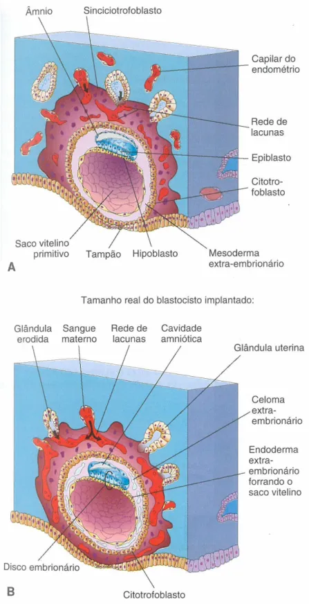 Figura 5: Desenhos de cortes através de dois blastocistos implantados. A) 10 dias; B) 12 dias