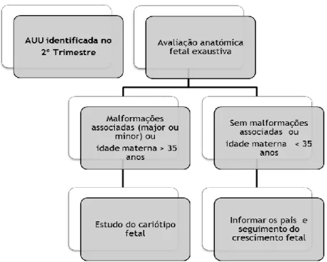 Figura  7:  Algoritmo  diagnóstico  do  achado  AUU  no  período  pré-natal  (adapatado  de  Ata  Obestétrica e Ginecológica, 2005) (35)