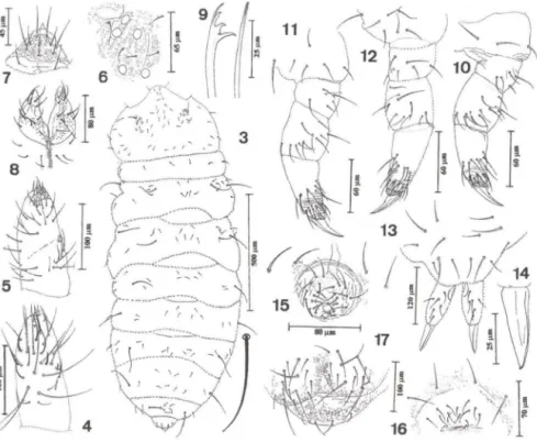 Figs 3-17.  Arlesia arleana sp.n ..  (3) Quetotaxia dorsal; (4) face dorso-lateral dos antenômeros  III  e IV;  (5) face ventral dos antenômeros III  e IV;  (6) grupo ocular;  (7) quetotaxia do labro; (8)  cerdas  labiais;  (9)  maxila  e mandíbula;  (10) 