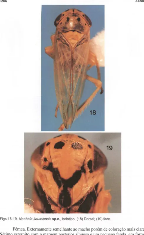 Figs 18-19.  Neobala  itaumiensis  sp.n. , holólipo.  (18)  Dorsal; (19) face . 