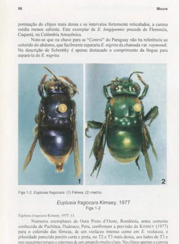 Figs 1-2. Euplusia  fragocara . (1) Fêmea; (2) macho. 