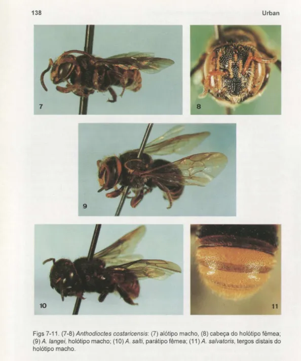 Figs 7-11.  (7-8) Anthodioctes costaricensis:  (7) alótipo macho,  (8) cabeça do holótipo fêmea; 