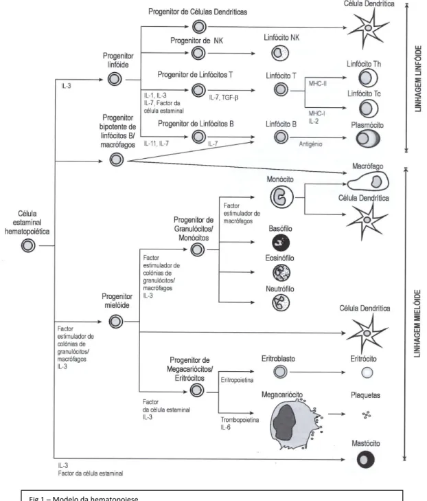 Fig 1 – Modelo da hematopoiese 