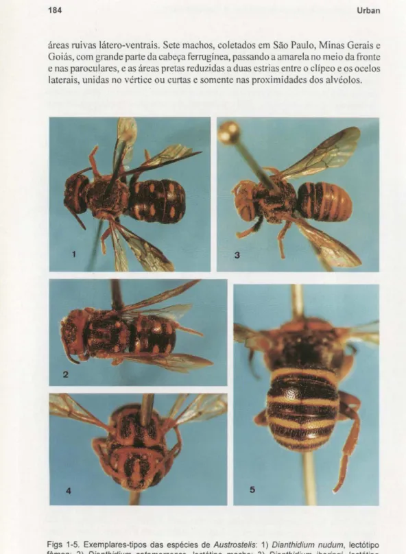 Figs  1-5.  Exemplares-tipos  das  espécies  de  Austrostelis:  1)  Dianthidium  nudum,  lectótipo  fêmea;  2)  Dianthidium  catamarcense,  lectótipo  macho;  3)  Dianthidium  iheringi,  lectótipo  macho; 4-5) Dianthidium zebratum ,  lectótipo macho