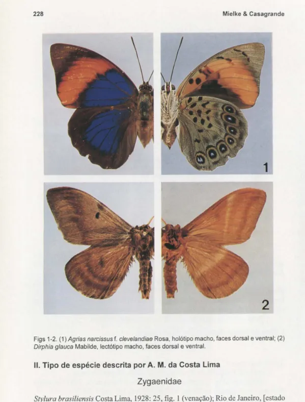 Figs 1-2. (1) Agrias narcissus f. c/e  ve  la n dia  e Rosa,  holótipo macho, faces dorsal e ventral;  (2)  Dirphia glauca Mabilde,  lectótipo macho,  faces dorsal e ventral