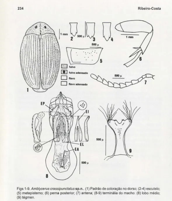 Figs 1-9. Amblycerus crassipunctatus sp.n ..  (1) Padrão de coloração no dorso; (2-4) escutelo; 