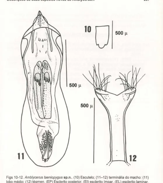 Figs 10-12. Amb/ycerus faeniopygus sp.n ..  (10)  Escutelo;  (11-12) terminália do macho:  (11)  lobo médio; (12) tégmen 