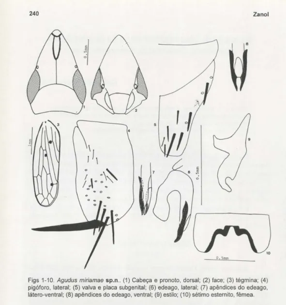 Figs  1-10.  Agudus  miriamae  sp.n ..  (1)  Cabeça  e  pronoto,  dorsal;  (2)  face;  (3)  tégmina;  (4)  pigóforo,  lateral;  (5)  valva  e placa  subgenital;  (6)  edeago,  lateral; (7)  apêndices  do edeago,  látero-ventral;  (8)  apêndices do edeago ,