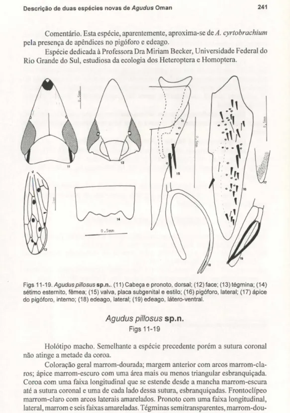 Figs  11-19. Agudus pillosus sp.n ..  (11) Cabeça e pronoto, dorsal; (12) face;  (13) tégmina; (14)  sétimo esternito,  fêmea;  (15) valva,  placa subgenital e estilo;  (16) pigóforo, lateral;  (17) ápice  do pigóforo,  interno;  (18) edeago,  lateral;  (1