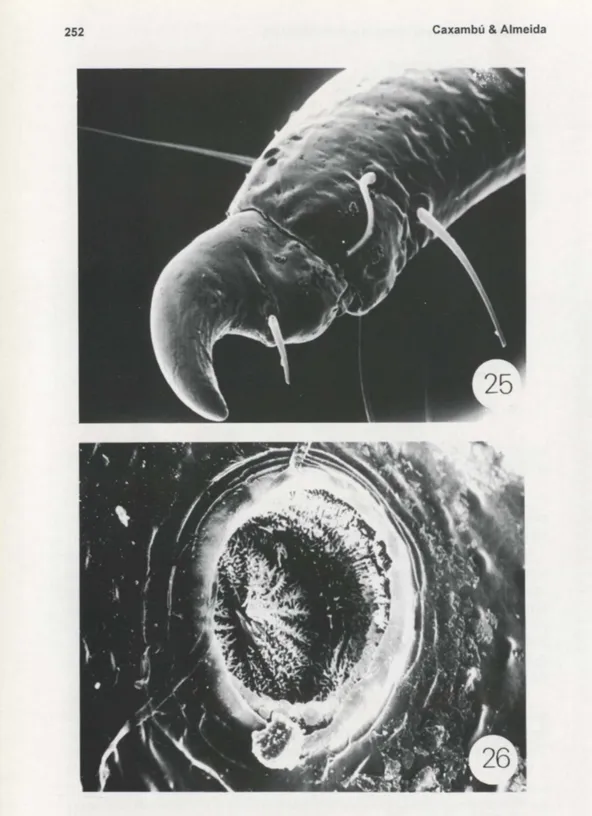 Figs  25-26. Fotomicrografia de varredura  de  Lamprosoma azureum,  larva. (25)  Tarsúngulo; 