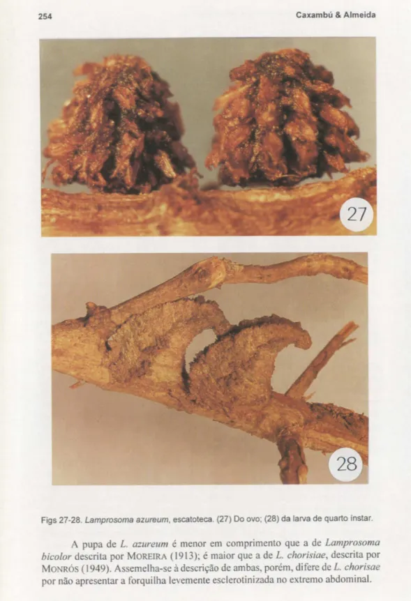 Figs 27-28. Lamprosoma azureum, escatoteca. (27) Do ovo;  (28) da  larva de quarto instar