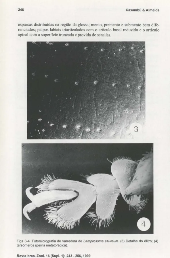 Figs  3-4.  Fotomicrografia  de  varredura  de  Lamprosoma  azureum. (3)  Detalhe  do  élitro; (4)  tarsômeros (perna  metatorácica)