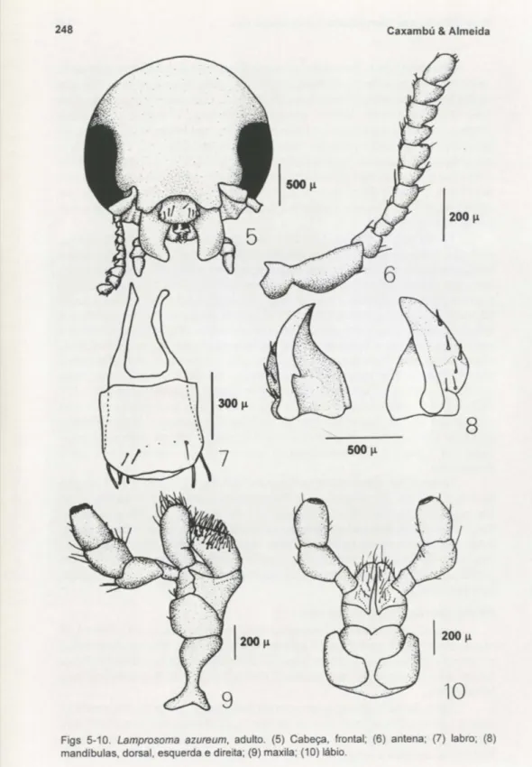 Figs  5-10.  Lamprosoma  azureum,  adulto.  (5)  Cabeça ,  frontal;  (6)  antena;  (7)  labro;  (8)  mandíbulas, dorsal, esquerda e direita; (9)  maxila; (10) lábio