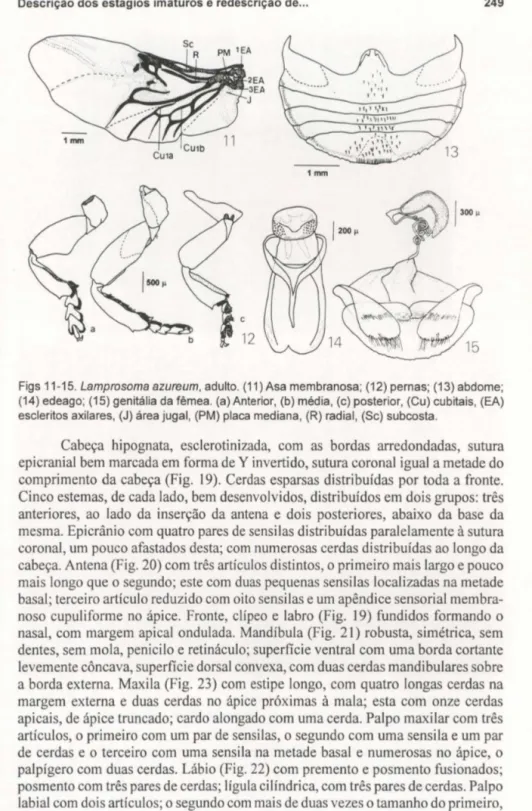 Figs 11-15. Lamprosoma azureum, adulto. (11) Asa membranosa;  (12) pernas;  (13) abdome; 