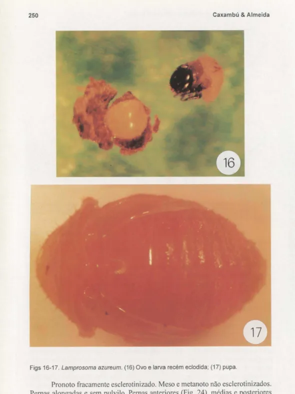 Figs 16-17. Lamprosoma azureum . (16) Ovo e larva recém  eclodida ; (17) pupa . 