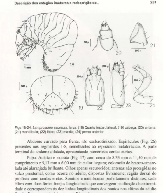 Figs 18-24. Lamprosoma azureum, larva. (18) Quarto ínstar, lateral;  (19) cabeça;  (20) antena; 