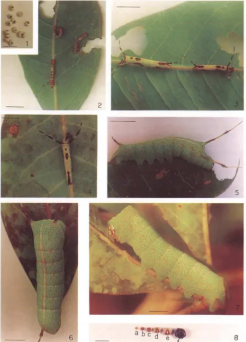 Figs  1-8.  Titaea  orsinome.  (1)  Ovos;  (2-7)  larvas  de:  (2)  primeiro  instar,  vista  dorsal ;  (3)  segundo instar, vista dorsal; (4) terceiro instar, vista dorsal ; (5) quarto instar, vista laterodorsal; 