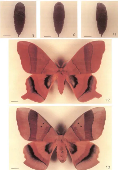 Figs 9-13.  Titaea  orsinome.  (9-11) Pupa: (9) vista  dorsal;  (10) vista  ventral;  (11) vista  lateral; 