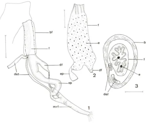 Figs  1-3.  (1)  Complexo  fálico  de  Reclartemon  depressus ; (2)  falo  aberto  longitudinalmente,  mostrando  a  face  interna  (semi-esquemático);  (3)  corte  transversal  do  falo