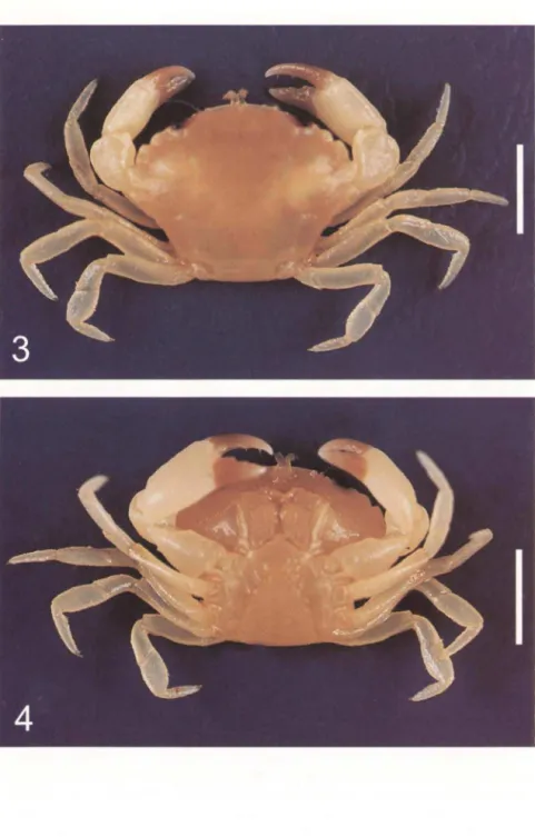 Figs  3-4.  Hexapanopeus  heblingi  sp.n.  parátipo  fêmea .  (3)  Vista  dorsal;  (4)  vista  ventral