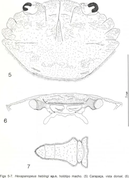 Figs  5-7.  Hexapanopeus  heblingi  sp.n.  holótipo  macho.  (5)  Carapaça,  vista  dorsal ;  (6)  carapaça,  vista frontal;  (7) abdome