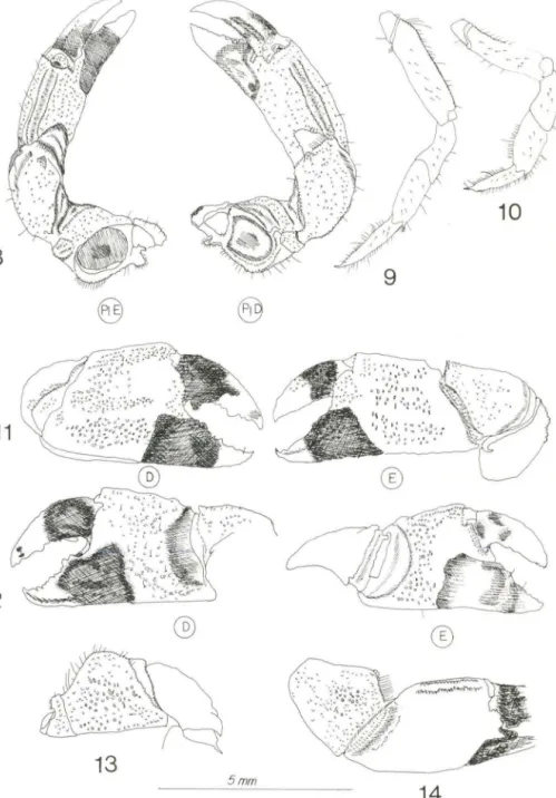 Figs 8-14. Hexapanopeus heblingisp.n. holótipo macho. (8) Quelípodos. P1E, esquerdo; P1 D,  direito;  (9)  pereópodo  III ;  (10)  pereópodo  V;  (11)  quelípodos