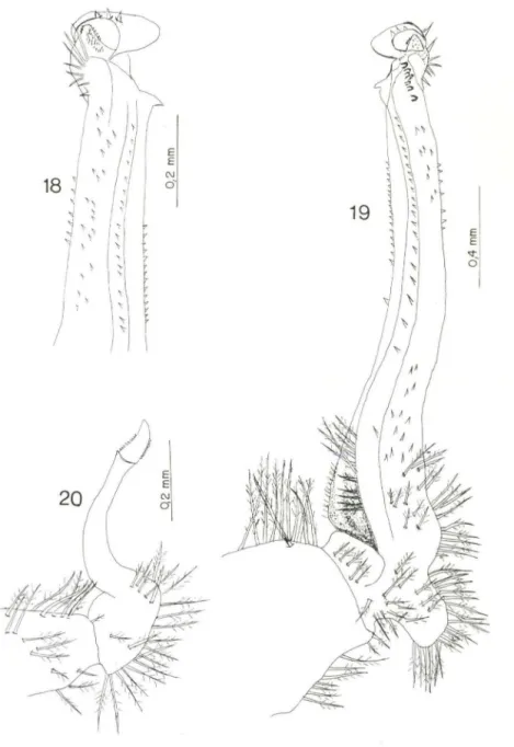 Figs  18-20 . Hexapanopeus heblingi sp.n.  holótipo. (18) Gonópodo  I esquerdo, face  dorsal ;  (19) gonópodo I esquerdo, face  ventral; (20) gonópodo II  esquerdo, face ventral