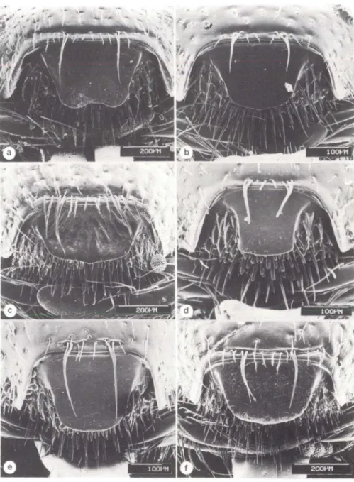 Fig . 3. Labro e placa  labral.  (a) Panurgillus fla vita rsls . (b)  P.  hamatus ; (c) P