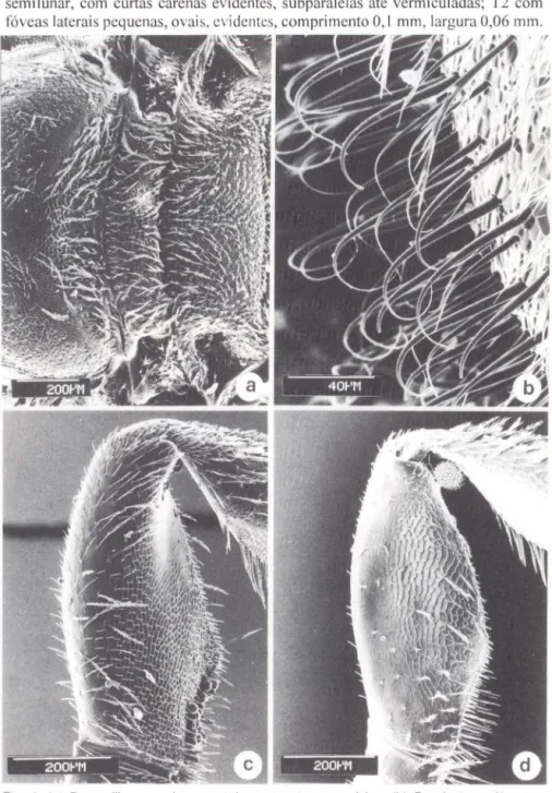 Fig .  4.  (a ) Panurgillus  pereziae , escutelo,  metanoto  e  propódeo;  (b)  P. minutus,  pêlos  em  gancho no lado ve ntral do mesosoma ; (c) P