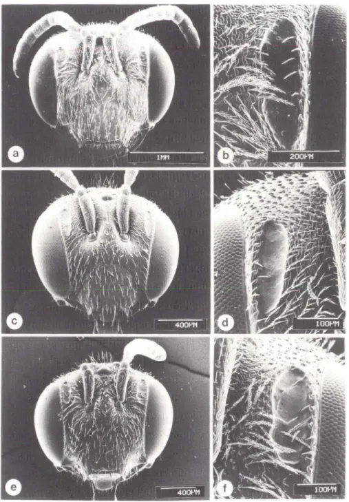Fig. 1. Cabeça e fóvea facial. (a-b)  Panurgillus malvacearum ;  (c-d) P.  minulus;  (e-f) P