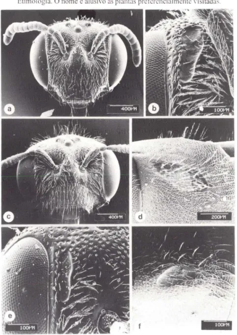 Fig.  2.  Panurgillus  vagabundus: (a)  cabeça , (b) fóvea  fa cial;  (c)  P. flavitarsis : (d)  cabeça ; P