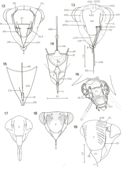 Figs  12-19.  Versigona/ia  ruficauda :  (12-13)  cabeça ,  posterior;  (14)  epifaringe  e  cibário,  posterior; (15)  hipofaringe e siringe salivar, posterior
