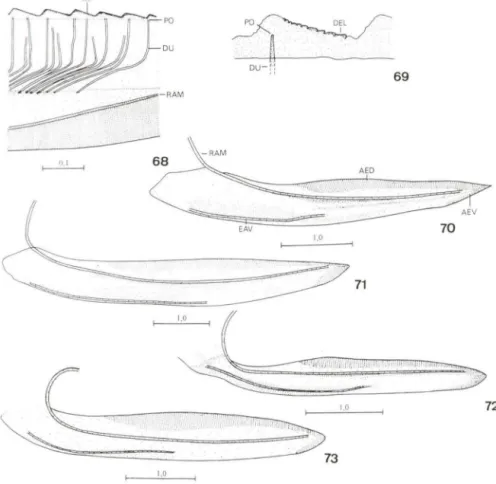 Figs  68-73.  Tretogonia  eribrata :  (68) duetos  e dentes  da  válvula  nove; (69)  um  dente, em  detalhe