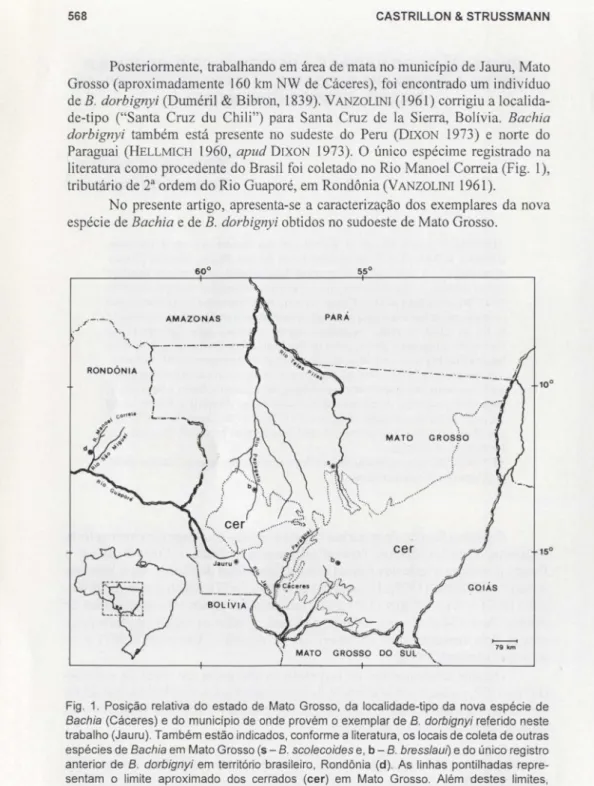 Fig. 1. Posição relativa do estado de Mato Grosso, da localidade-tipo da nova espécie de Bachia (Cáceres) e do município de onde provém o exemplar de B