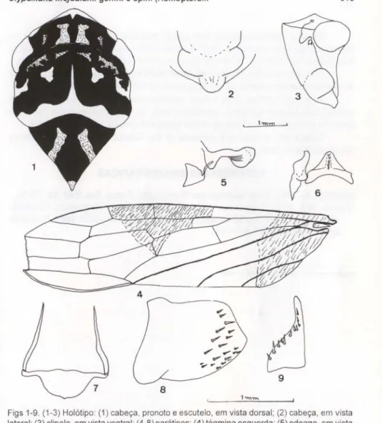 Figs 1-9. (1-3) Holótipo: (1) cabeça, pronoto e escutelo, em vista dorsal; (2) cabeça, em vista lateral; (3) c1ipelo, em vista ventral; (4-8) parátipos: (4) tégmina esquerda; (5) edeago, em vista lateral; (6) connetivo e estilos, em vista dorsal; (7) paráf