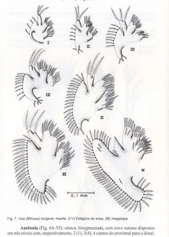 Fig. 7. Uca (Minuca) burgersi, maxila. (I-V) Estágios de zoea, (M) megalopa.