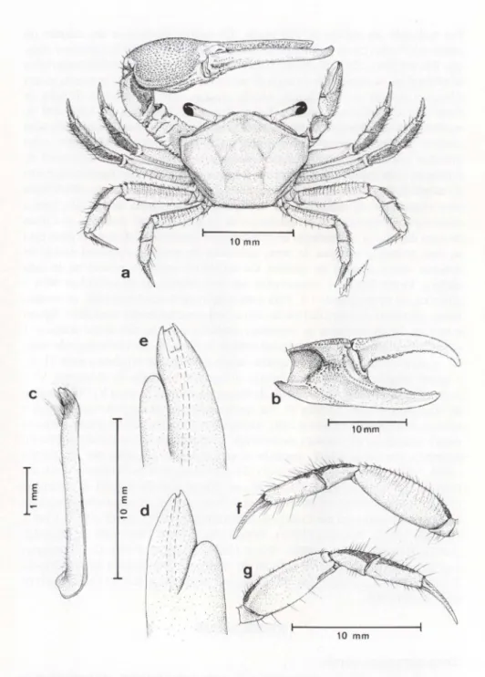 Fig. 1. Uca (Minuca) burgersi, vista dorsal de um exemplar adulto macho. (b) Vista interna da quela maior; (c) vista ventral do gonópodo direito; (d) vista lateral; (e) vista mesial; (f) vista lateral do segundo pereiópodo esquerdo; (g) vista ventral do se