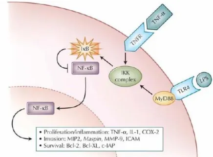 Figura 2. Via molecular do NF-­‐kB que associa a inflamação com o desenvolvimento do CCR (6)