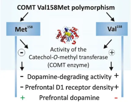 Figure 3 - Effects of the two alleles of COMT Val/Met in enzymatic activity  and dopamine levels (adapted from (28))