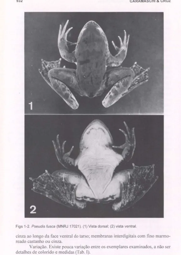 Figs 1-2.  Pseudis fusca (MNRJ  17021).  (1) Vista  dorsal;  (2) vista ventral. 