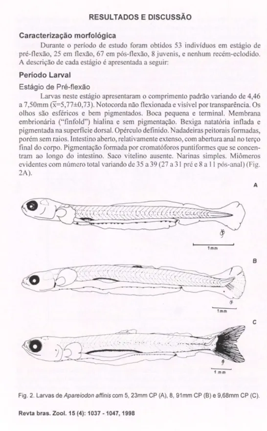 Fig. 2.  Larvas de Apareiodon affinis com 5, 23mm CP (A), 8, 91 mm  CP (B) e 9,68mm CP (C)