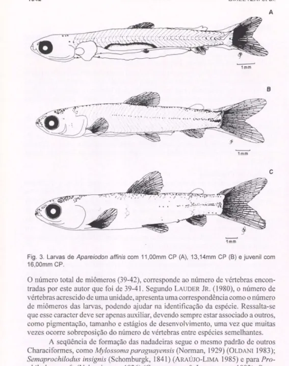 Fig.  3.  Larvas  de Apareiodon  affinis com  11,OOmm  CP  (A),  13,14mm  CP  (B)  e juvenil  com  16,OOmm  CP