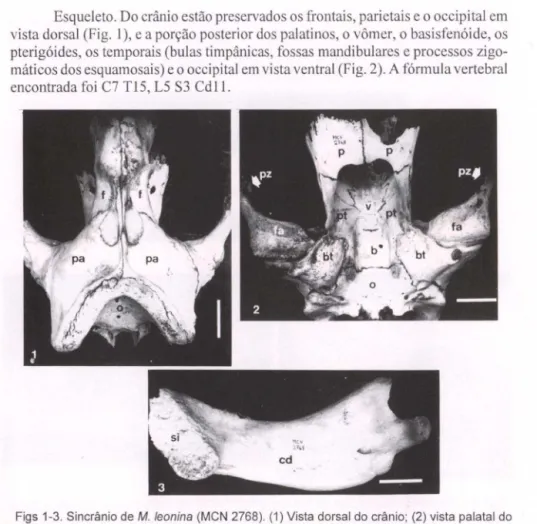 Figs 1-3. Sincrânio de M.  leonina (MCN 2768).  (1) Vista dorsal do crânio; (2) vista palatal do  crânio;  (3)  vista  medial  do  dentário  direito  (canino  removido)
